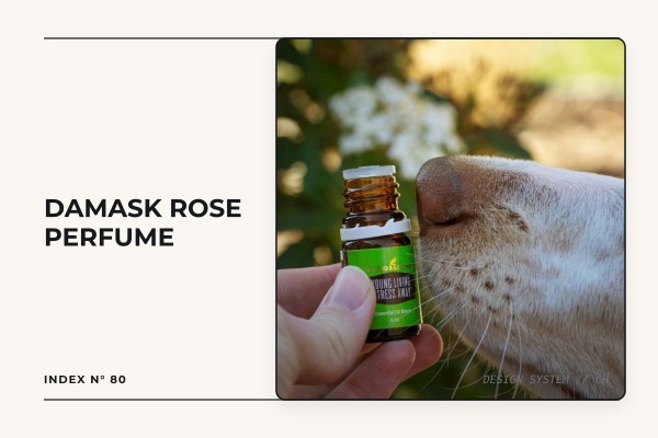 damask rose perfume